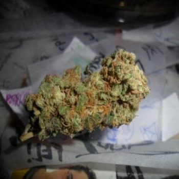 Sour Diesel X (Afghani X Hawaiian)